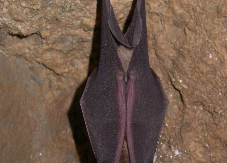 Nuit internationale de la chauve-souris à la Brèche au Diable
